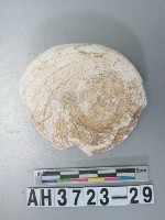 藏品(小型螺蓋製貝刮器)的圖片